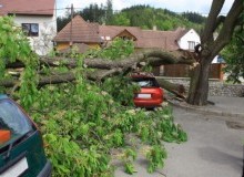 Kwikfynd Tree Cutting Services
chowerup