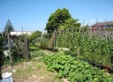 Kwikfynd Vegetable Gardens
chowerup